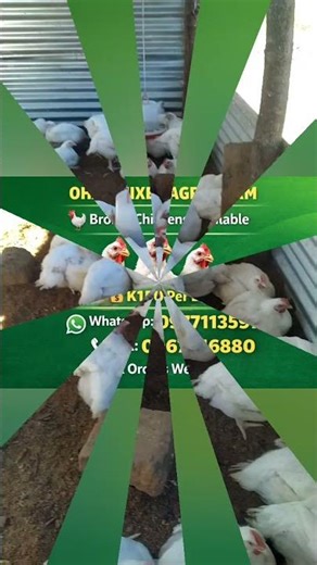 Cheapest chicken coop using localy available materials for beginners.