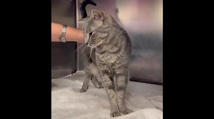 74 reactions · 49 shares | This fluffy loveable tabby is Bailey. She...
