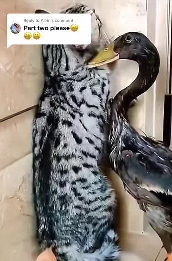 Cat and Duck: An Adorable Indoor Interaction