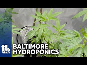 Fells Point business teaches how to grow cannabis indoors