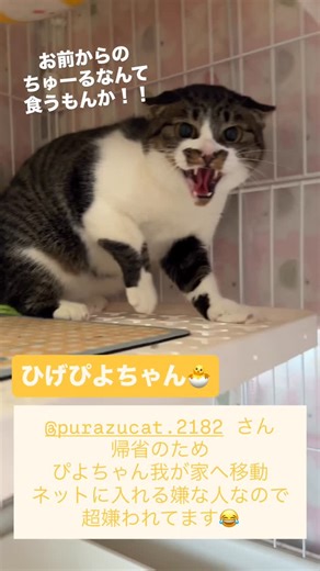 ねこたま庵 / 猫ボランティア /多摩市 on Instagram: "東京都多摩市よに里親募集中📣😺✨ @purazucat.2182 さんが帰省のため またまたひげぴよちゃんがやって来ました 譲渡会や病院に連れて行くのに いつもネットに入れる役なので、まぁ嫌われてる😂 今回はおしっこチビっと漏らして ネットインして連れて来ました ちゅーるも綺麗にスプラッシュ このあとまたチャレンジしたら少し食べてくれた💗 預かりさんちではちゅーるも食べてくれて 話しかけたら可愛い声でお返事をしてくれるようです 人慣れはかなりゆっくりですが 猫は大好きなので 先住猫ちゃんがいるおうちとご縁を結べたらと思ってます 譲渡会では過呼吸になりそうなほど 呼吸が速くなっちゃうので 随時お見合いを受け付けています🐱 素敵な出会いがありますように💫 **************************** 🐣ひげぴよちゃん♀🐣 ☑︎2024年春生まれ ☑︎避妊済み ☑︎ワクチン接種済み ☑︎ウィルス検査陰性 ☑︎ノミダニ駆虫済み ****************************"