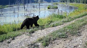 1.4K views · 120 reactions | Reaching up to 800 pounds and 8 feet...