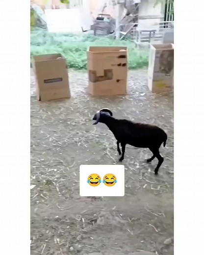 😂😂✌️✌️#😂 #funnypakistan #funnyvideo #funnyvideos #foryou #foryoupage #fypage #fyp #fypシ #fypシ゚viral #trendingvideo #funny #funnytiktok #trending #viral #tiktok #statusvideo #l4l #f4f #like #comment #share #follow #tiktokviral #tiktokviralvideo #standwithpalestine #freepalestine #palestineunderattack #standwithkashmir