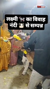 Dewas: वसंत पंचमी पर अनूठा विवाह 🙏🐄 बेटी की तरह पाली गई गाय लक्ष्मी का नंदी पूर्णा से वैदिक रीति-रिवाजों के साथ विवाह, पूरा गांव बना बाराती और कन्यादानकर्ता। #KavadiyaVillage #UniqueWedding #GauMata #BasantPanchami #Haatpiplya DewasNews | Dewas Live