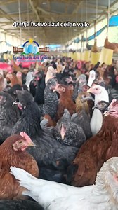 La gallina criolla está generando un gran impacto en las familias campesinas fue lo que planeamos hace más de ocho años que llegaríamos a demostrar, que si es posible tener un lote de criollas, resistentes, y rentables, hoy lo estamos viendo, seguiremos trabajando para lograr ser uno de los mejores 🇨🇴🙏🪺🧺🍀🥇 | Granja Huevo Azul Colombia
