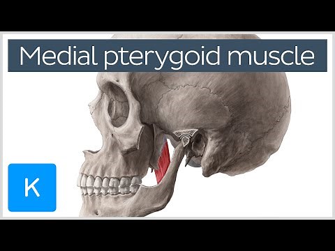 Medial Pterygoid Muscle: Origin, Insertion, Function & Nerve Supply - Anatomy | Kenhub