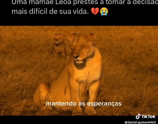 The Last Lions: A Touching Documentary (2011)