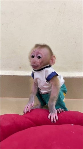 Cute Baby Monkey So Smart