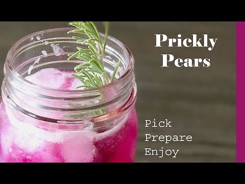 Making Prickly Pear Syrup and Drinks