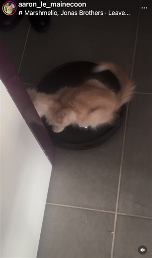 #mainecoonkitten #chaton #love #mainecoonworld #chatstory