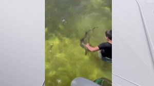 Teen Bitten by Shark While Fishing in Key Largo