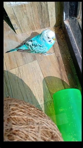 Meet My Cute Budgies 🦜 | Name Reveal 😍 | Too Adorable!