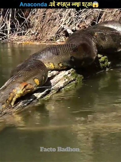 Why Do Anacondas Grow SO HUGE? 🐍😱