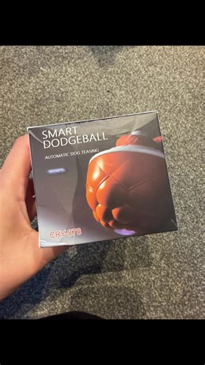 Funny Birthday Dog Moments