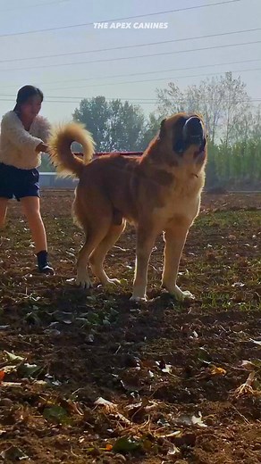 28K views · 869 reactions | THE IRANIAN MASTIFF - SARABI, all you need to know! | Abd - All Breed Dogs | Facebook