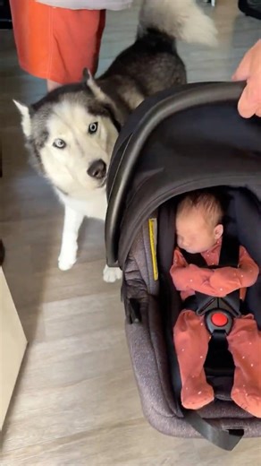 Husky Checks HIS Baby First 🥹