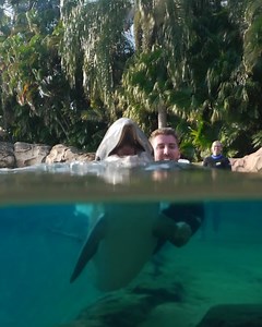 16K views · 242 reactions | POV: you booked a Signature Dolphin Swim...