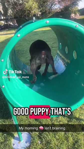 Dodo 🧠d today 💀😭🤣#dumbanddumber #dudewheresmycar #dumberthantrump #babybabble