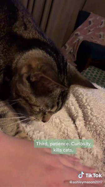 Homemade Biscuits for Cats: Step-by-Step Guide