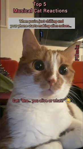 😂 Funniest Cat Reactions to Strange Sounds 😂😂