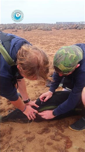 Wounded Seal Rescued From Entanglement #shorts