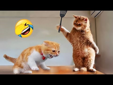 Extremely funny animals that will make you laugh nonstop! 😂