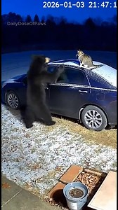 A cat is trapped on top of a car as a bear corners it in a driveway. A dog notices the situation and rushes in, barking loudly and chasing the bear away, allowing the cat to remain safe on the car as the area becomes quiet again. This video was created with AI for. #animals #kindness #dog | Dailydoseofpaws