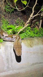 6.4K views · 116 reactions | Ahhh yes, a super casual encounter with a 14+ foot reticulated python poking her head out of a small burrow.. #SnakeCharmer #ExoticPets #SnakeEyes #ScalyFriends | Chrisweeet | Facebook