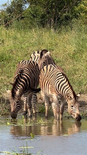 Beautiful Zebra Drinking Water 🦓🦓🦓 #zebra #wildlife #animals | Wildest Kruger Sightings