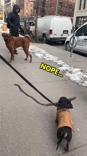 Skinny Dachshund Puppy Enjoying NYC