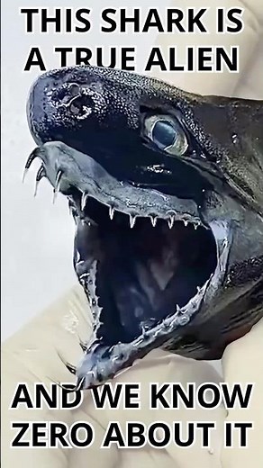 Viper Dogfish: The Sci-Fi Shark of the Deep!