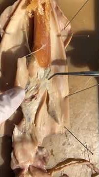 Squid Dissection 5: Circulatory and Respiratory Systems