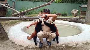 Sibirya kaplanı 'Victor' ve kızıl panda 'Bambi', 4 bin kilometre uzaklıktan gelen eşleriyle buluştu