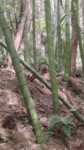 State-Protected Deer: The Hidden Charm of Wild Animals