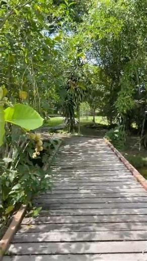 Relaxing Nature Walk 🌿 Calming ASMR Sounds #shorts #naturesounds #relax #sleep #calm #mindfulness