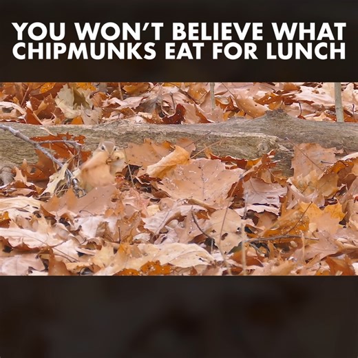 Chipmunks are a lot more vicious than you might think. #chipmunk #chipmunks #animalvideos #wildlife #animals | Animalogic