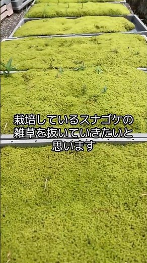 栽培しているスナゴケ施工で使うので雑草抜いてみた #苔庭#Japanesegarden#日本庭園#苔#苔庭ドクター