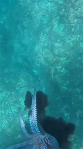 How to catch octopus 🐙 #octopus #spearfishing #sealife #seafoodlovers #fishing #contentmonitezation #fbreelsfypシ゚viralfbreelsfypシ゚viral #fbreels2025ツ #fbyシvideo | Fish Hunter Vlog