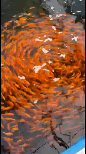 37K views · 617 reactions | These Koi Fish are Swimming in Circles, Insane! ️勞 Koi Water Barn is in Japan  #koi #koifish #japanesekoi #koibreeder #sakaifishfarm #koipond #koiwaterbarn | Yvo - The Koi Partner | Facebook