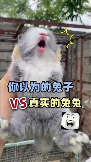 You probably don't know these little-known secrets about rabbits! #Pets #ScientificPetRaisingGuid...