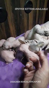 69K views · 387 reactions | AVA Licence No. AS18E00020 Hello Sphynx...