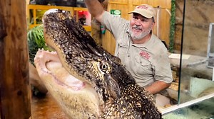 This Beaded Lizard Will Make You A Little Jumpy! ??