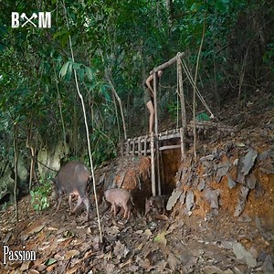 7M views · 79K reactions | Luring Wild Boar into Trap Hunting Wild Boar and the Ending. Memory凉凉凉. #Memory #camping #bushcraft #survival #shelter #outdoors #cabin #wildforest #survivalskills #fyp | Bushcraft Master | Facebook