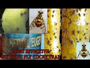 HOW TO MAKE STICKY TRAPS / FLY TRAP TO GET RID OF FLIES AND FRUIT FLY/#Fruitfly #METHYLEUGENOL
