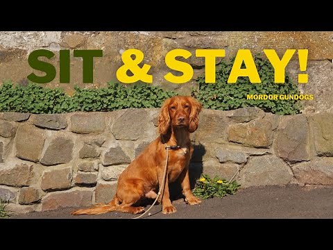How To Teach Your Dog To Sit & Stay (& Enforce It!)