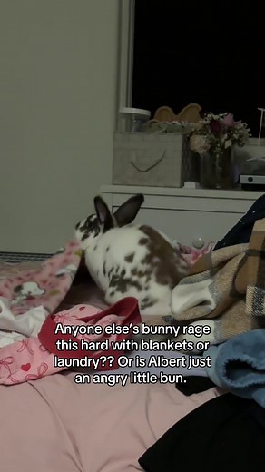 Understanding Bunny Rage: The Angry Bun Phenomenon