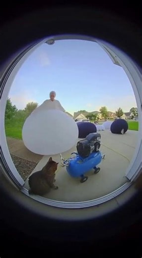 This Cat’s Reaction to Giant Inflatable Suits Will Make You Laugh! #funnycatmoments