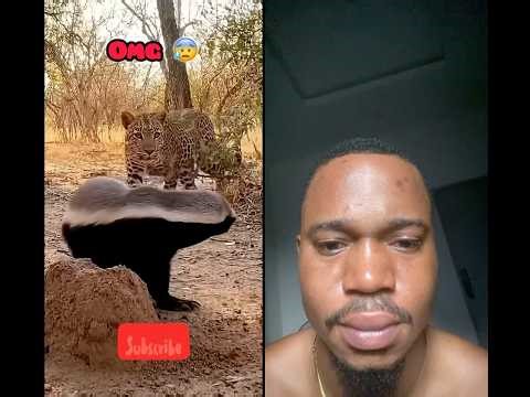 Honey badger vs leopard #wildlifeentertainment #animallife