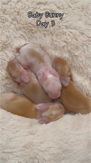 Baby Bunny Day 3 🐰 | Watch This Cute Bunny Grow! (Daily Bunny Update)