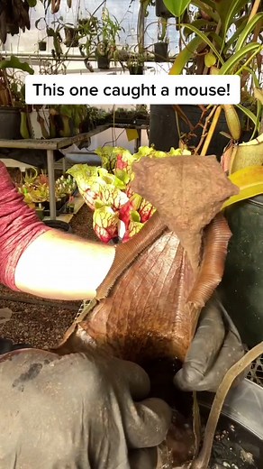 JeremiahsPlants on TikTok